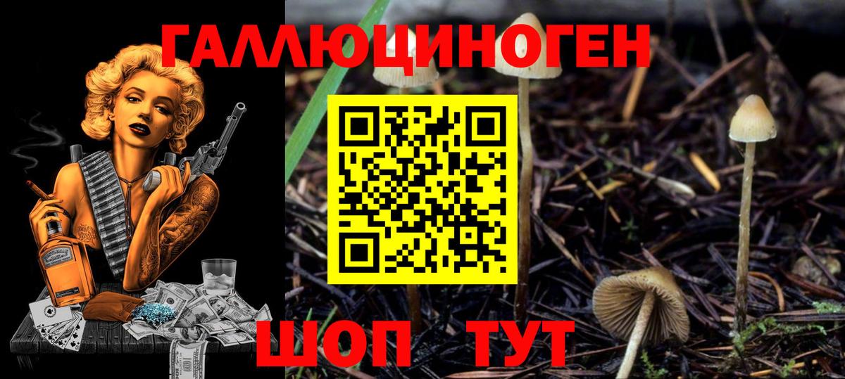 Тында  Псилоцибиновые грибы GOLDEN TEACHER  Вход с VPN  Псилоцибиновые грибы мицелий 